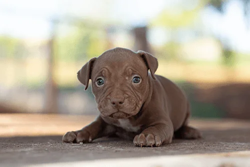 pitmonter10 pitmonter10