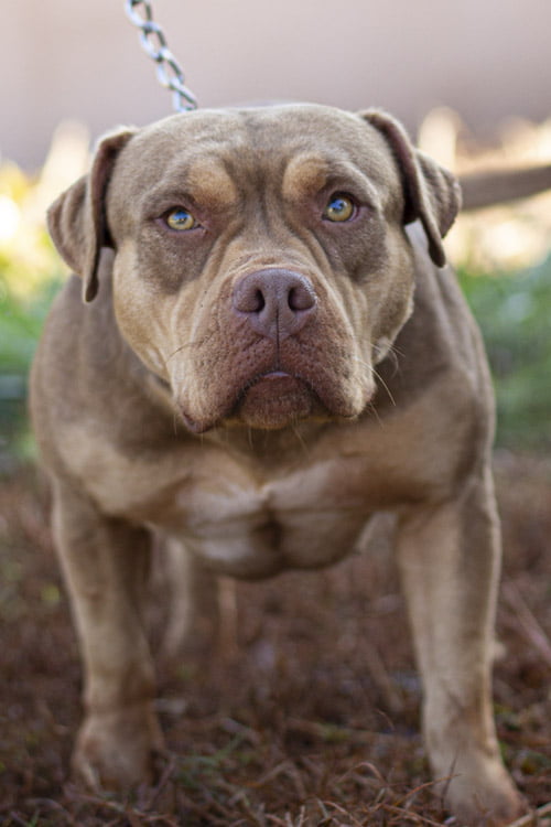 canil-soberano_0005_macho