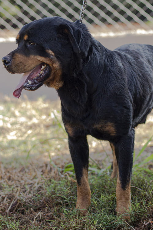 canil-soberano_0007_macho