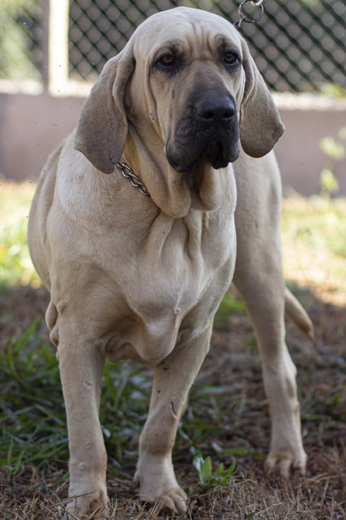 canil-soberano_0009_macho