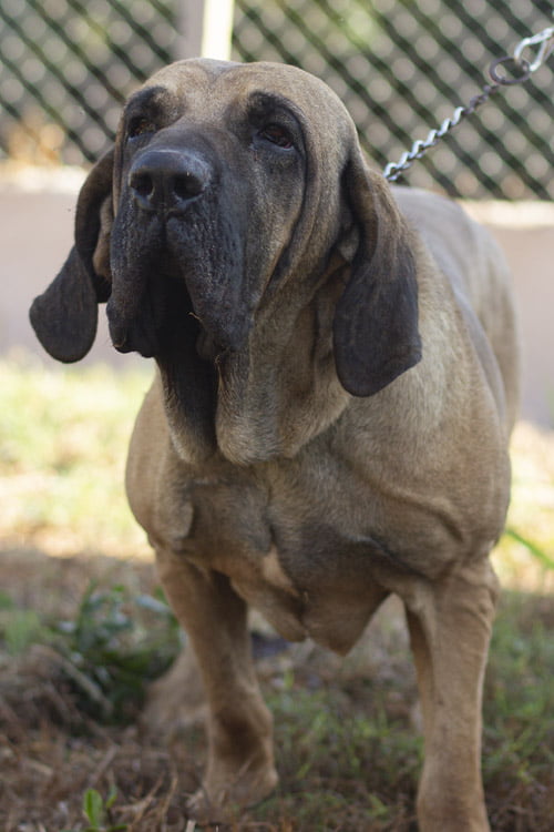 canil-soberano_0012_macho
