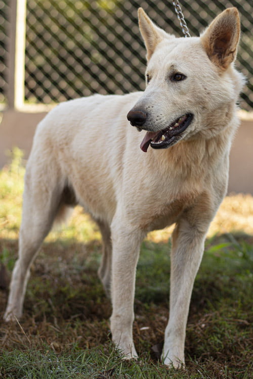 canil-soberano_0014_macho