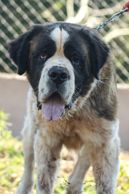 canil-soberano_0016_macho - Copia