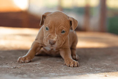 pitmonster-f-03 pitmonster-f-03