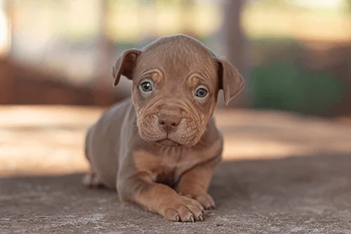 pitmonster-femea02 pitmonster-femea02